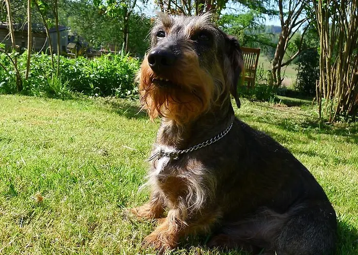 Apartment Un Dans La Vallee Obersteinbach